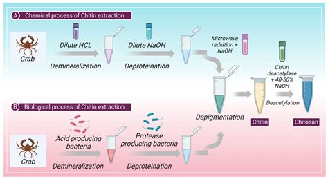  Zein: Unveiling its Biocompatibility and Potential for Drug Delivery Systems!